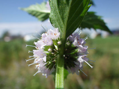 White Wood Mint Mentha Arvensis Wild Field Herb Flower Seeds heirloom non-gmo organic garden seeds