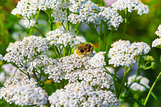 White Yarrow Achillea Millefolium heirloom non-gmo organic garden seeds