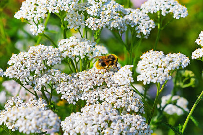 White Yarrow Achillea Millefolium heirloom non-gmo organic garden seeds
