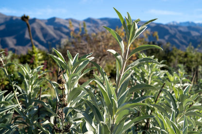 White Sage Herb Seeds