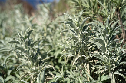 White Sage Herb Seeds