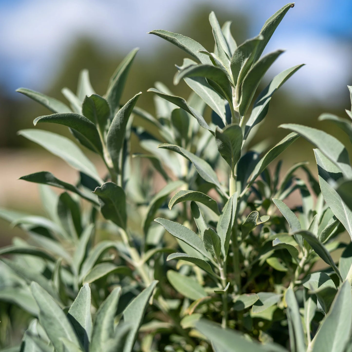 White Sage Herb Seeds