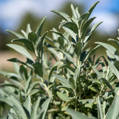 White Sage Herb Seeds