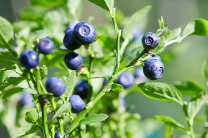 Dwarf Bilberry (Vaccinium caespitosum) Dwarf Blueberry Whortleberry Evergreen Shrub Seeds