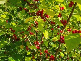 Gewürzstrauch (Lindera benzoin) Wilder Piment Nordlicher Gewürzstrauch Rote Beere Gelbe Blüte Samen