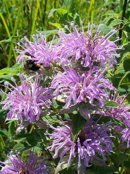 Wild Bergamot (Monarda Fistulosa) aka Mintleaf Bee Balm & Oswego Tea Native Herb Purple Flower Seeds