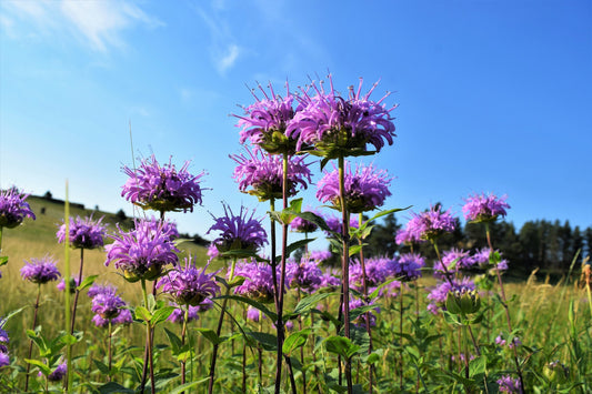 Wild Bergamot Monarda Fistulosa Aka Mintleaf Bee Balm & Oswego Tea Native Herb Purple Flower Seeds heirloom non-gmo organic garden seeds