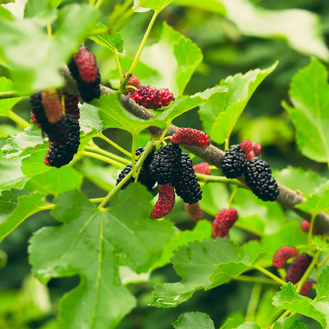 Wild Berry Fruit Planting - Seed for Sweet Harvests and Flavorful Garden Delights