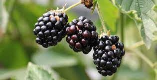Wild Berry Fruit Planting Seed For Sweet Harvests And Flavorful Garden Delights heirloom non-gmo organic garden seeds