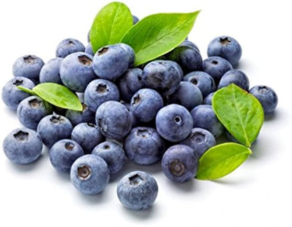 Wild Blueberry Vaccinium angustifolium Seeds for Planting in Edible Gardens