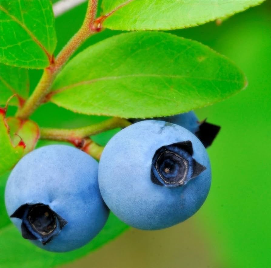 Wild Blueberry Vaccinium Angustifolium Seeds For Planting In Edible Gardens heirloom non-gmo organic garden seeds