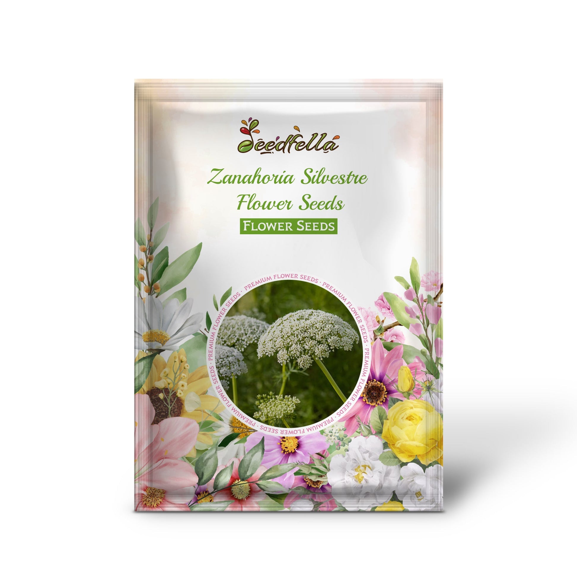 Wild Carrot (Queen Annes Lace) White Flower Close-Up