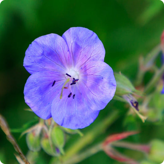 Wild Cranesbill Meadow Geranium Geranium Pratense Seeds heirloom non-gmo organic garden seeds