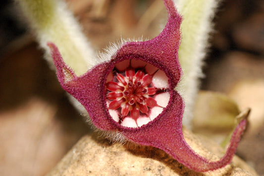Wild Ginger Asarum Canadense Canadian Heart Snakeroot Flower Herb Seeds heirloom non-gmo organic garden seeds