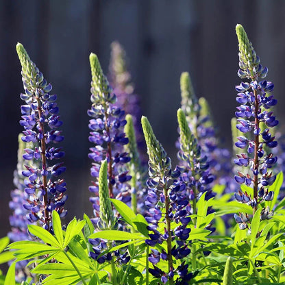 Blue Lupine Seeds For Planting Hardy Blooms