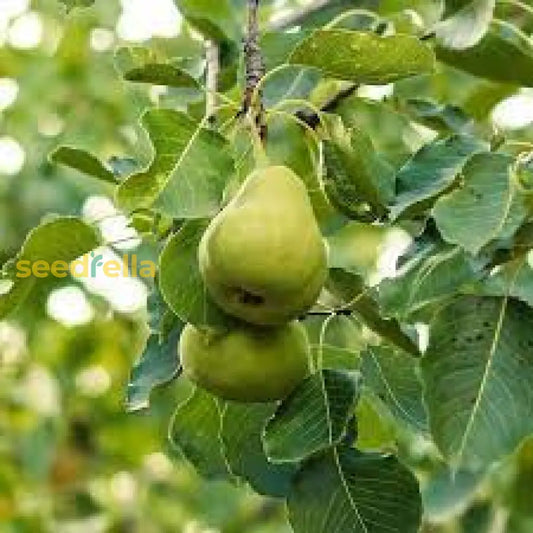 Wild Pear Tree Planting Guide For Fruitful Yields Seed For Sustainable Growth And Garden Enrichment heirloom non-gmo organic garden seeds