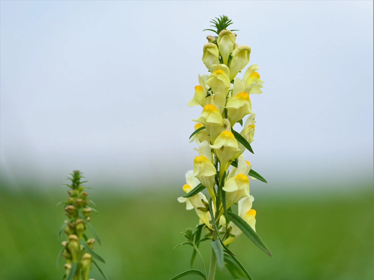 Butter & Eggs Toadflax (Linaria vulgaris) Wild Snapdragon Bicolor Yellow Flower Seeds