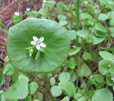 Miner’s Lettuce (Winter Purslane / Spinach) Claytonia Perfoliata Vegetable Seeds