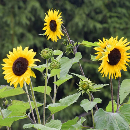 Evening Colors Sunflower Seeds