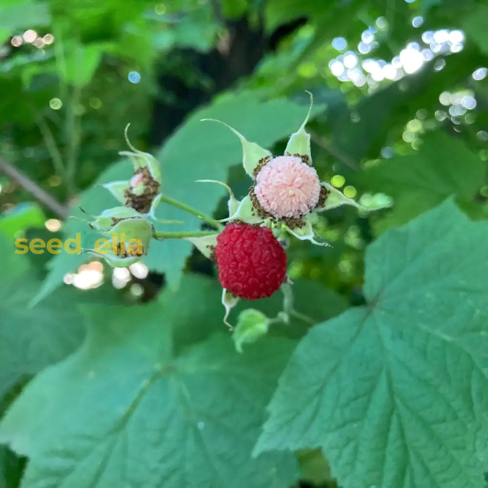 簡単に植えられるサンザシイチゴの種