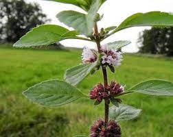 White Wood Mint (Mentha arvensis) Wild Field Herb Flower Seeds