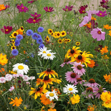 Wildflower mix Flower Seeds