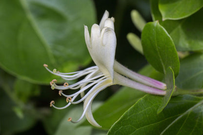 Winter Honeysuckle Flower Seeds