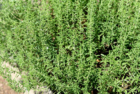 Creeping Winter Savory Satureja Montana Herb & Pink Flower Seeds heirloom non-gmo organic garden seeds