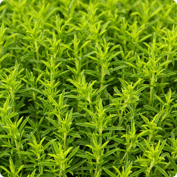 Winter Savory Seeds Satureja Montana heirloom non-gmo organic garden seeds