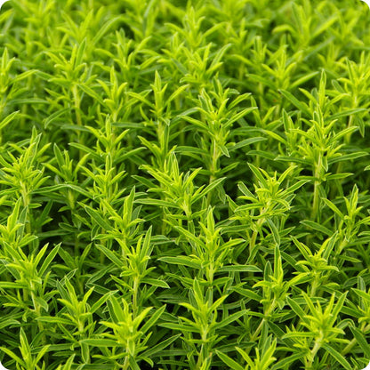 Winter Savory Seeds Satureja Montana heirloom non-gmo organic garden seeds