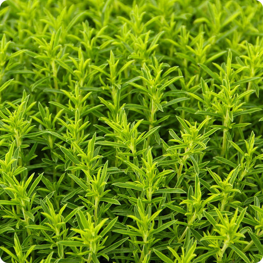 Winter Savory Seeds Satureja Montana heirloom non-gmo organic garden seeds