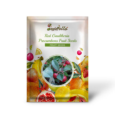 Red Gaultheria Procumbens Fruit Seeds