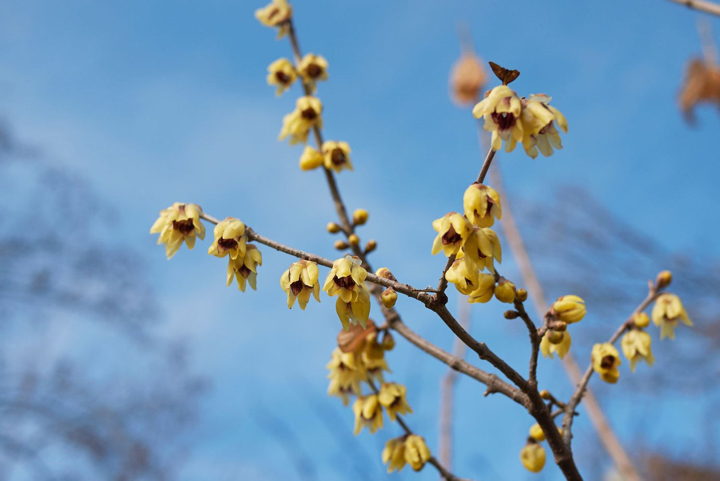 Semi di arbusto Wintersweet