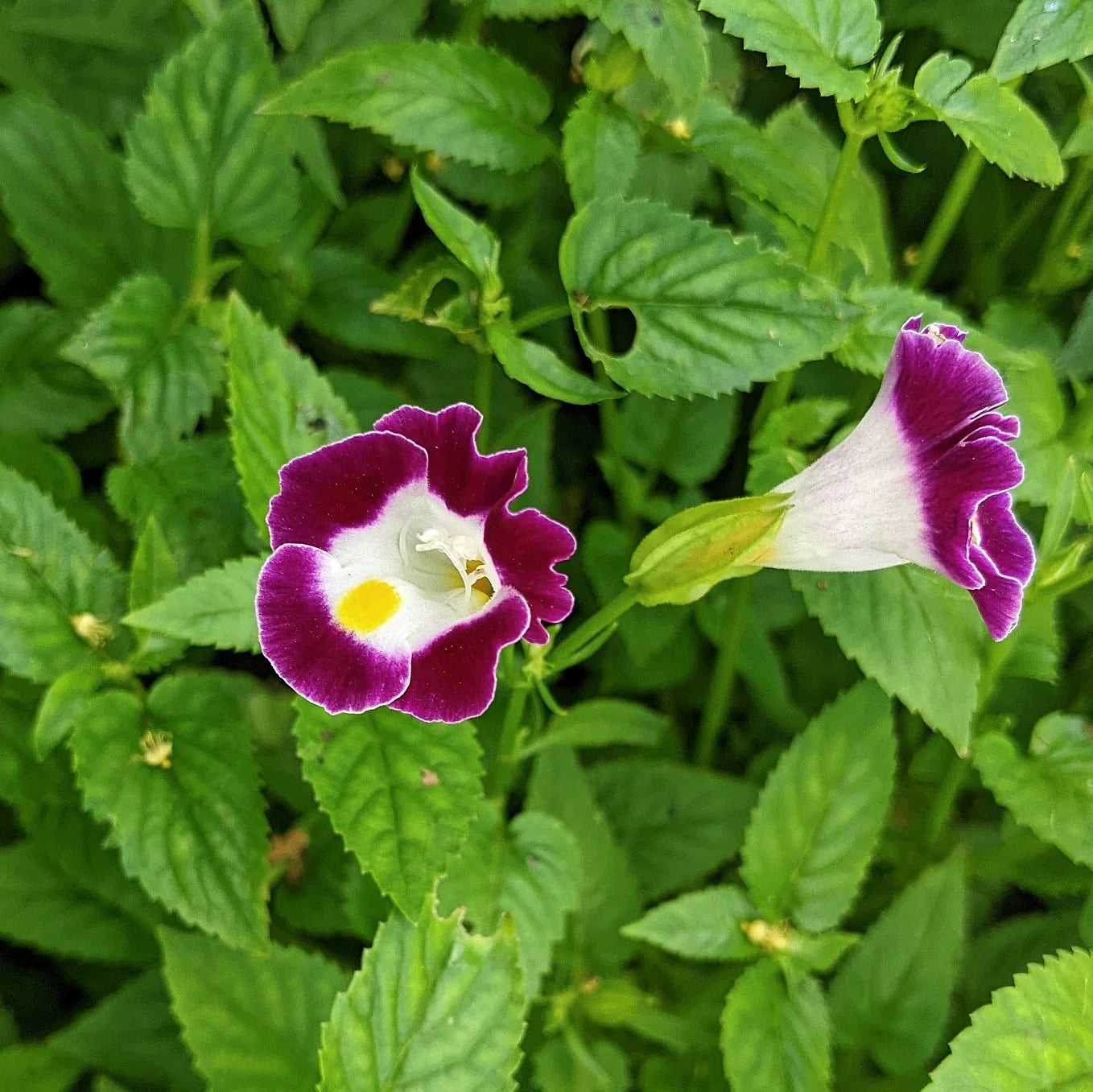 Wishbone Flowers Growing in Garden Border