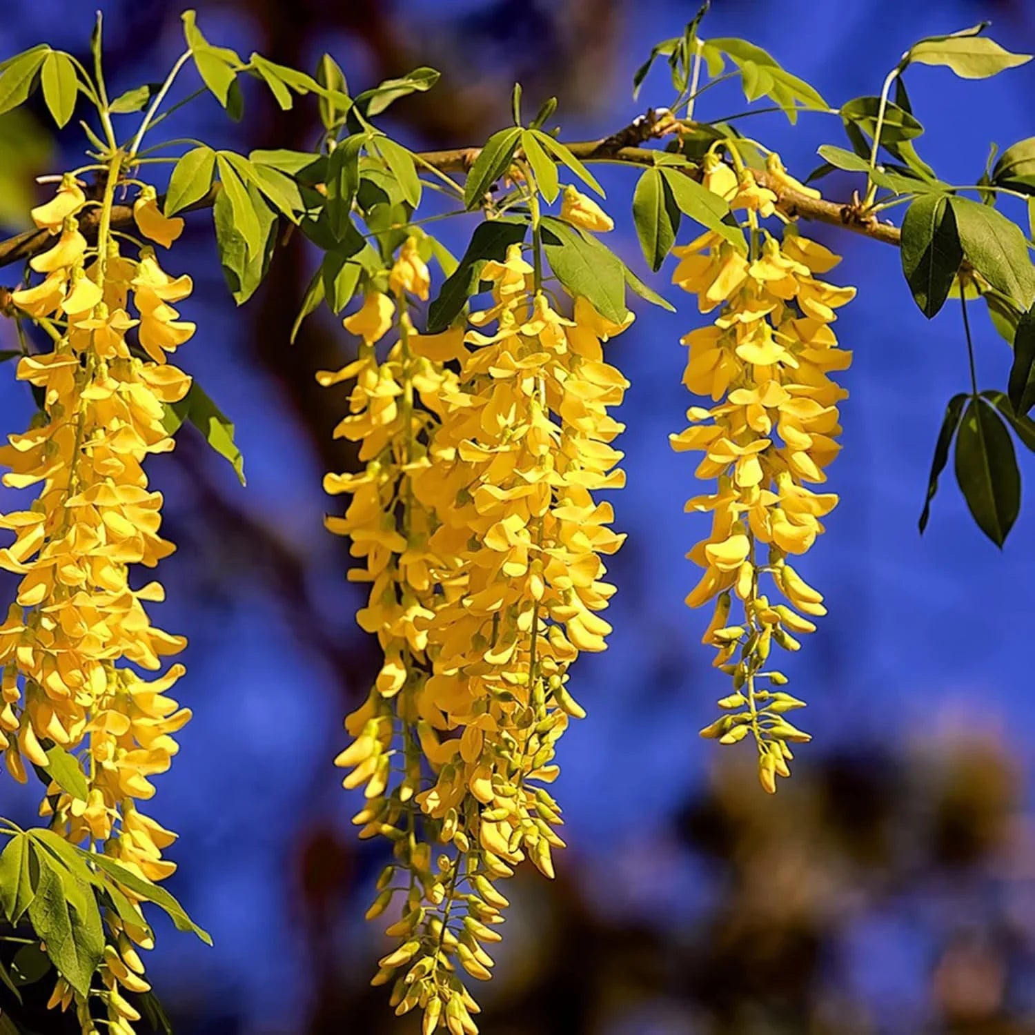 Wisteria Golden Yellow Vine Seeds  Ornamental Garden Climbing Plant