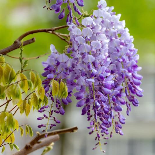 Wisteria Flower seeds for Planting Easy to Grow Heirloom & GMO Free Seeds for Home Garden 
 
 Sale seeds for home garden planting