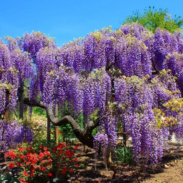 Wisteria Tree Flower Seeds  Violet Cascading Blooms
