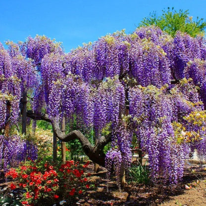 Wisteria Tree Flower Seeds  Violet Cascading Blooms