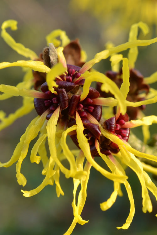 American Witch Hazel (Hamamelis virginiana) Yellow Flower Shrub Tree Seeds