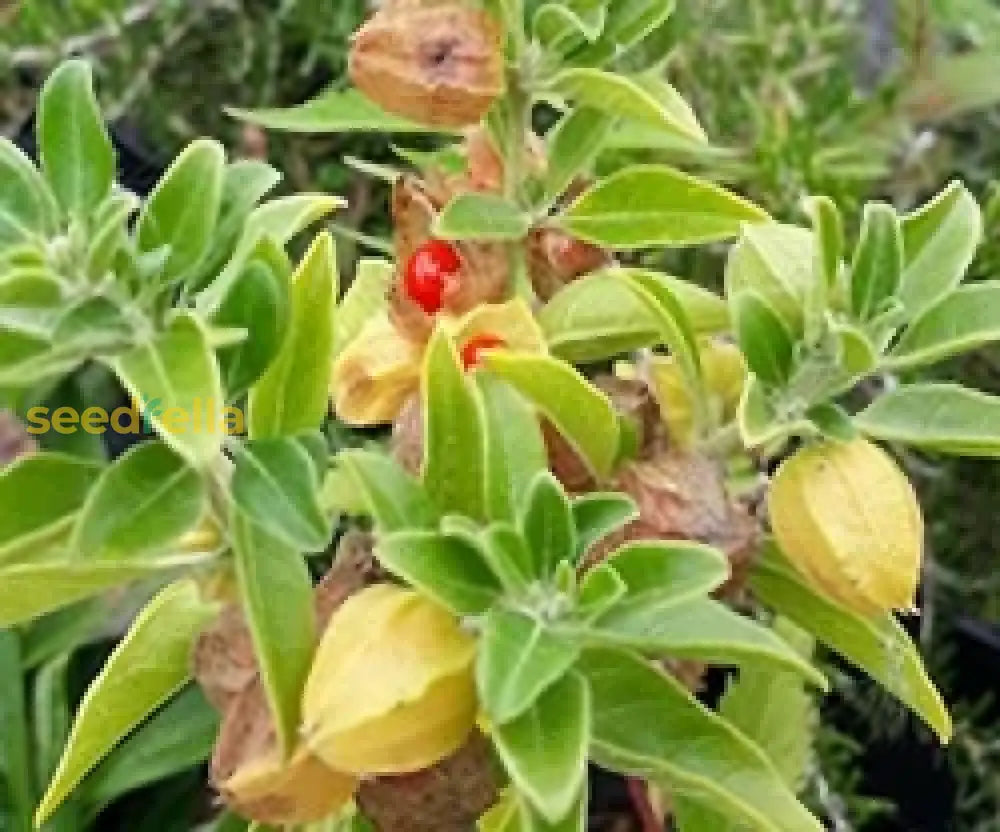Green Withania Somnifera Seeds For Planting: Cultivate Your Own Medicinal Herb heirloom non-gmo organic garden seeds