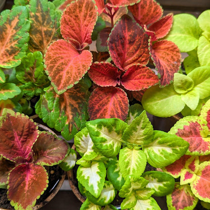 Semillas de la planta Coleus Wizard Pastel