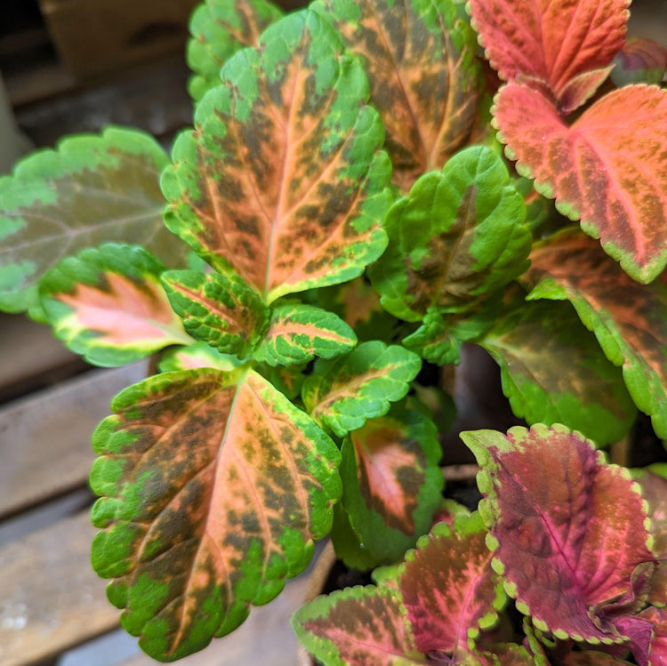Semillas de la planta Coleus Wizard Pastel