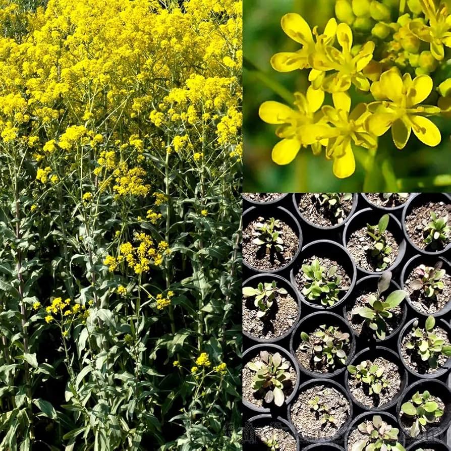 Woad Isatis Tinctoria Herbal Dye Plant Seeds heirloom non-gmo organic garden seeds