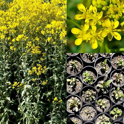 Woad Isatis Tinctoria Herbal Dye Plant Seeds heirloom non-gmo organic garden seeds
