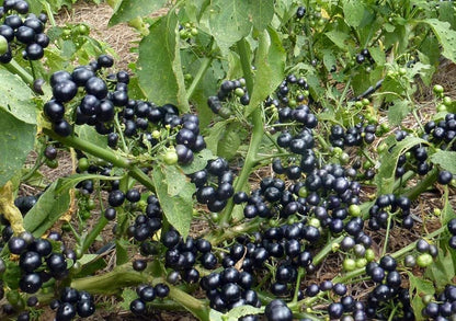 Wonderberry (Sunberry) Seeds – Solanum Burbankii Retroflexum Edible Fruit Shrub