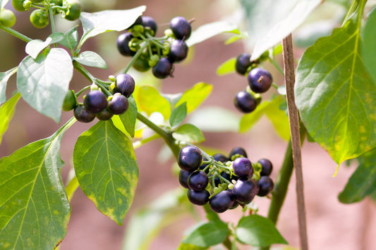 Wonderberry Sunberry Seeds – Solanum Burbankii Retroflexum Edible Fruit Shrub heirloom non-gmo organic garden seeds