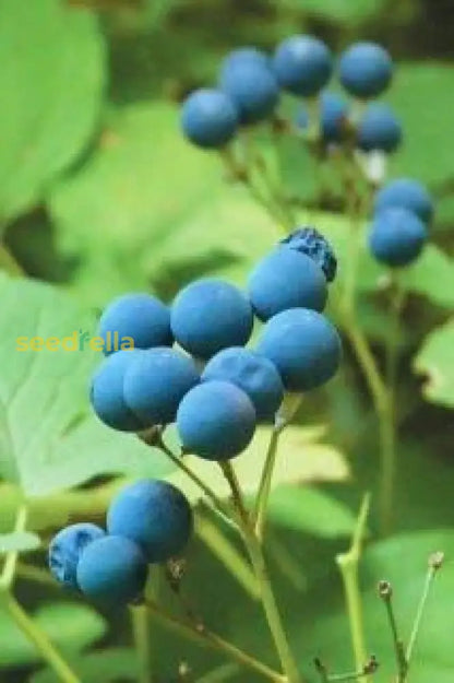 植え付け用黒いカウロフィルムの種