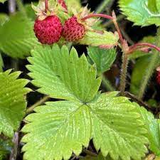 California Woodland Strawberry (Fragaria Vesca Bracteata) Native Strawberry Seeds