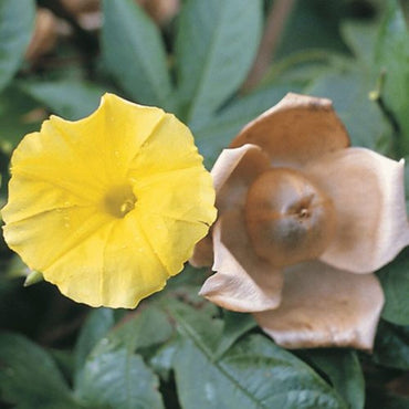 Merremia Tuberosa Flower Seeds