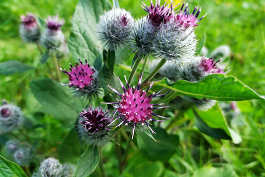 Arctium Lappa Flower seeds for Planting Hardy Variety Heirloom & GMO Free Seeds for Home Garden 
 
 Sale for planting in home garden